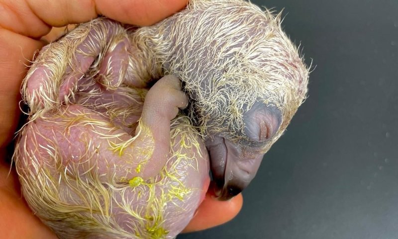 תגידו מזל טוב: גוזל נשר מקראי נדיר בקע בגן החיות התנ"כי