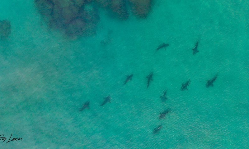 בגלל כריש בחוף: זאת העיר שהורתה על סגירת החופים