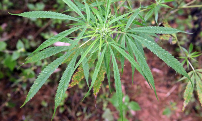 רפורמה: מחיר הקנביס הרפואי יופחת ב- 50%