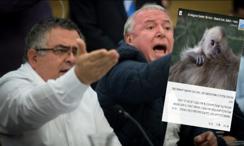 הזוי? הספארי יצא להגנת הקופים שהושוו לח"כים