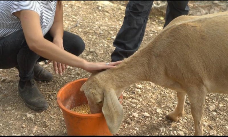 לא שוכחים חברים: בעלי החיים פונו לאזור מבטחים