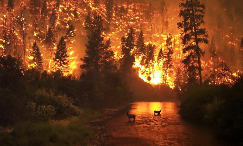 שריפת ענק בקליפורניה: לפחות 9 נהרגו בלהבות