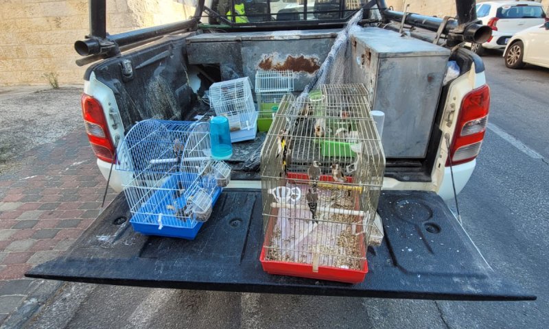 בכלובי סורגים: ציפורים מוגנות חולצו מבית בירושלים