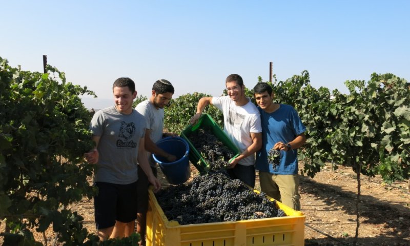תורה עם מלאכה: תלמידי ישיבת איתמר מסייעים בבציר