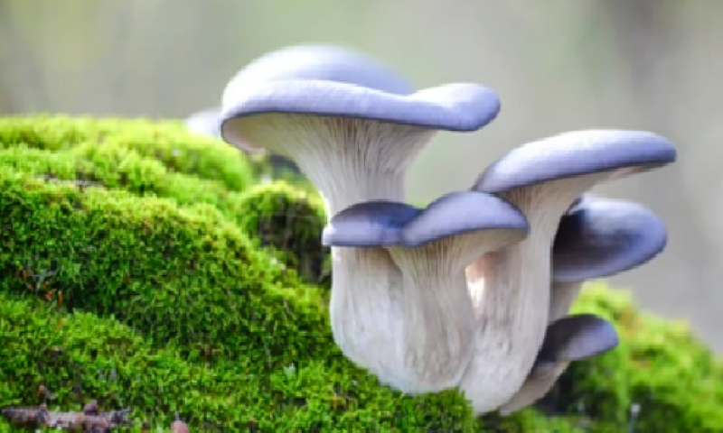 אישה הזמינה ארבעה לארוחה, שלוש מתו תוך יום