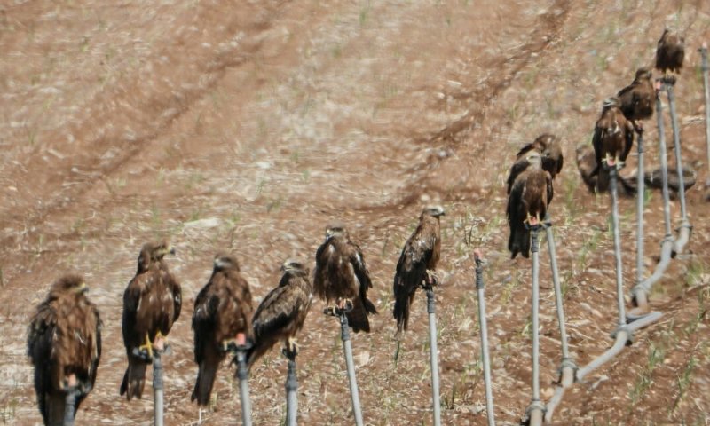 תמונת היום: שורת דיות שחורות נחות בעמק הירדן