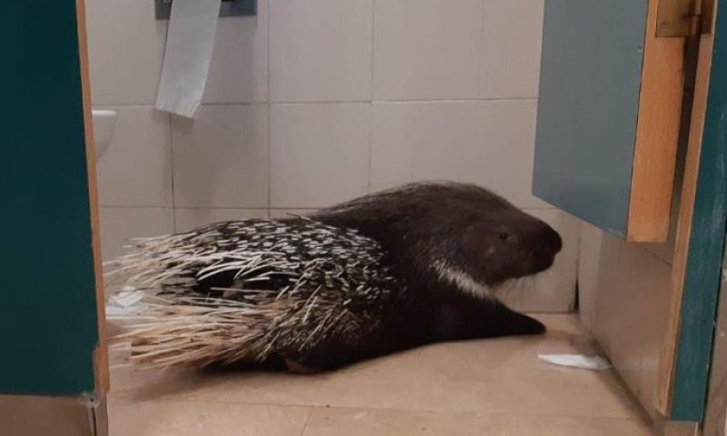 אורח מפתיע במסדרונות הכנסת