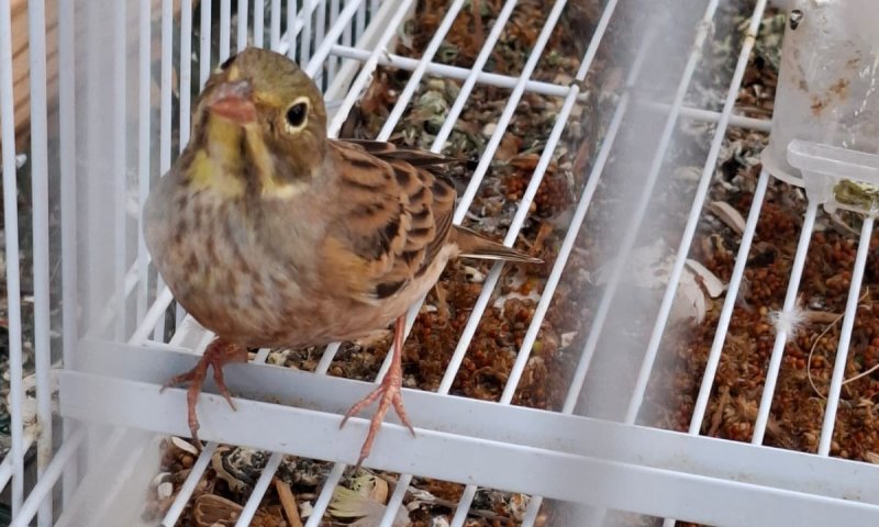 כמה רוע: ערבי מהצפון נתפס לאחר שהתעלל בחיות בר