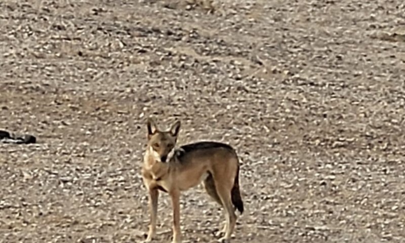 זו שעת הזאבים: להקה נדירה נצפתה בשמורת עין יהב