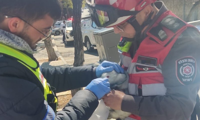 בזכות תושייתם של הכבאים: הארנבת והכלב חולצו מהשריפה בשלום