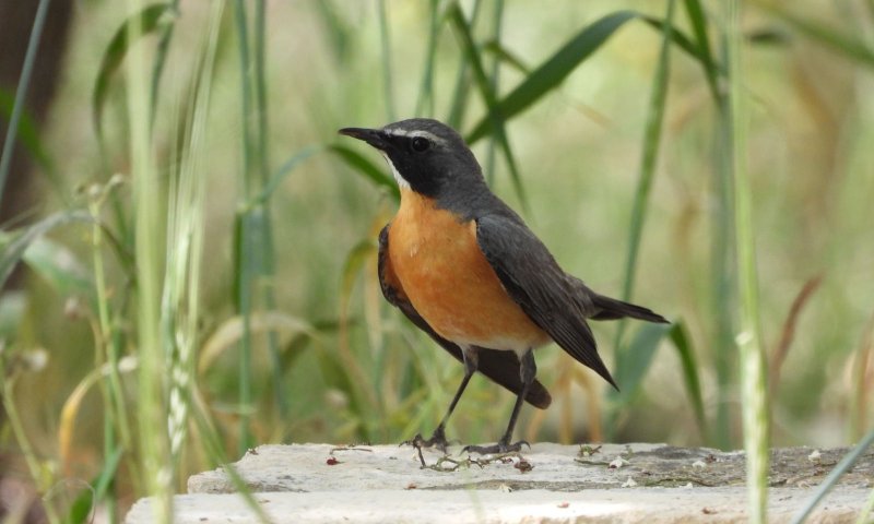 ביקור מפתיע מאיראן: ציפור שיר נדירה ביקרה בכנסת | צפו