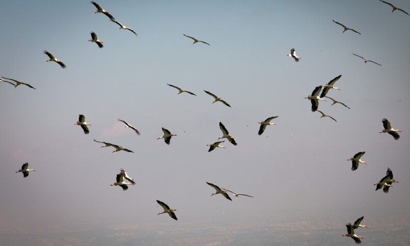 נדידת הסתיו: מאות חסידות לבנות קפצו לביקור