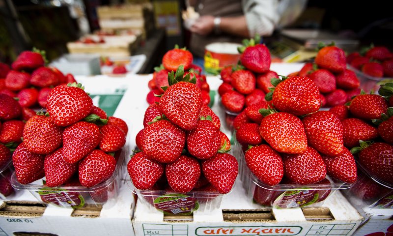 הדרכה הלכתית: איך מנקים תותים מחרקים?