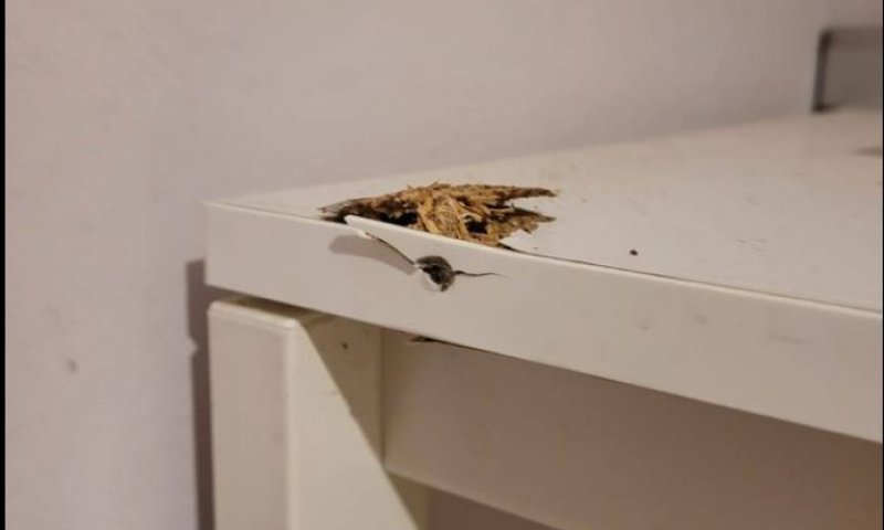 קליע ליד הראש: העיתונאית הסרוגה מתארת את הנס