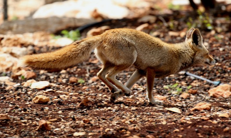 משרד הבריאות מזהיר מפני שועל ותן נגועים בכלבת