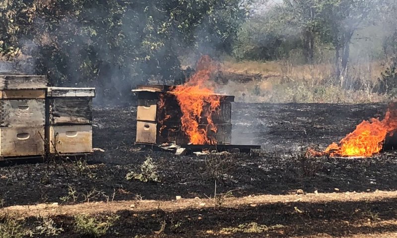 יותר מ-200 כוורות נשרפו בטרור ההצתות בעוטף עזה