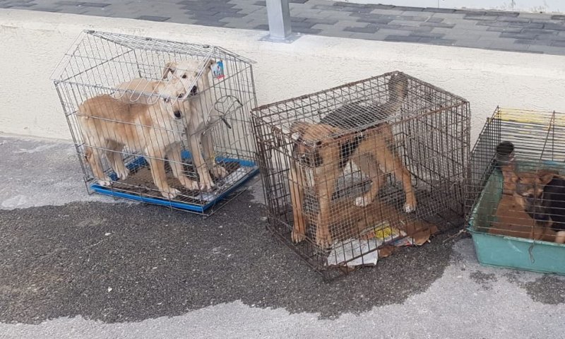 גורי כלבים הוחזקו בכלובים בכפר ערבי, השוטרים חילצו