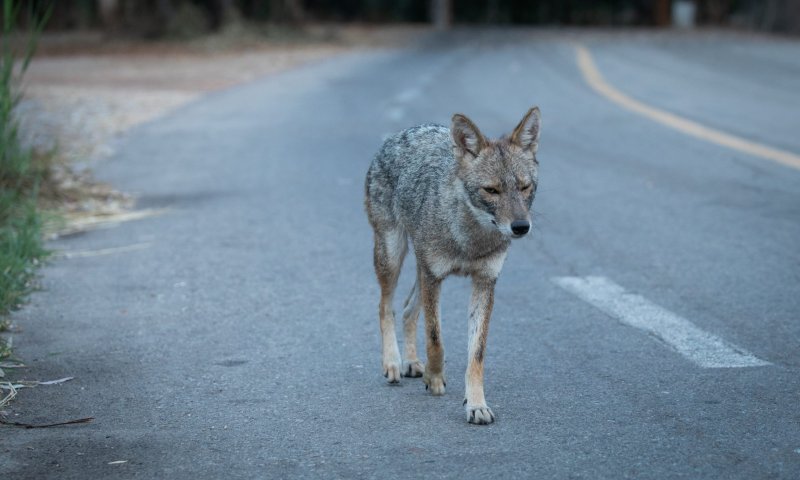 משרד הבריאות מזהיר: תן נגוע בכלבת נמצא בגלבוע