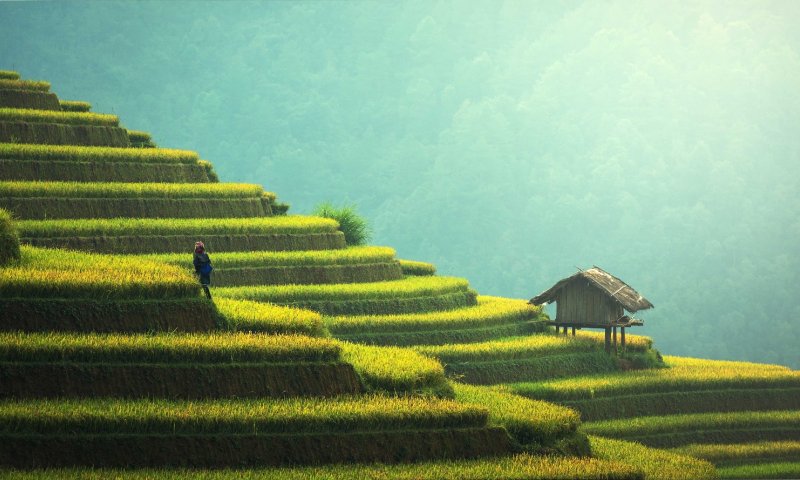 איך הפכה סין למעצמת אורז?