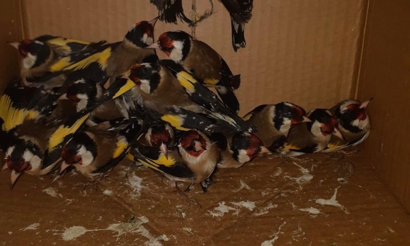 הזוי: לא תאמינו באיזו דרך ניסו להבריח ציפורים