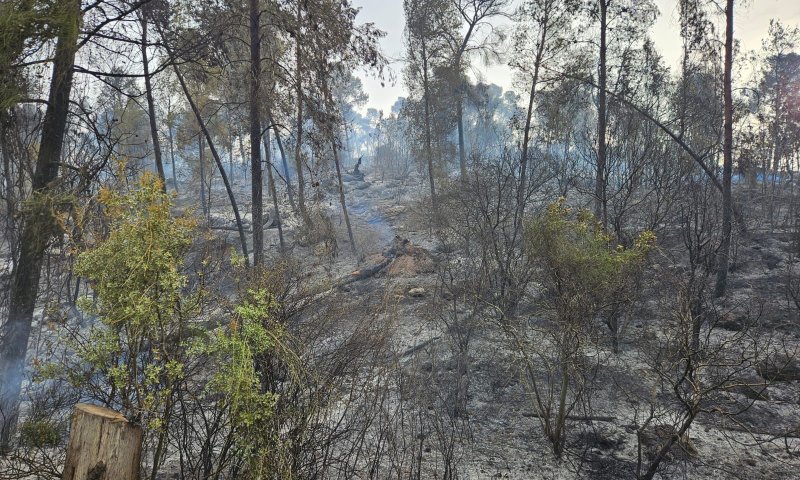 גל השריפות בשפלת יהודה: נמשכים המאמצים לכבות את האש