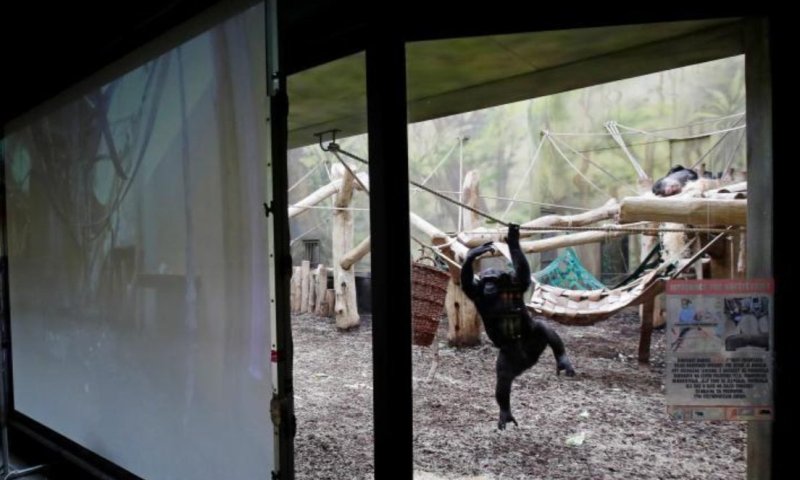 צפו: מה קרה כשקופים נכנסו לשיחה בזום?