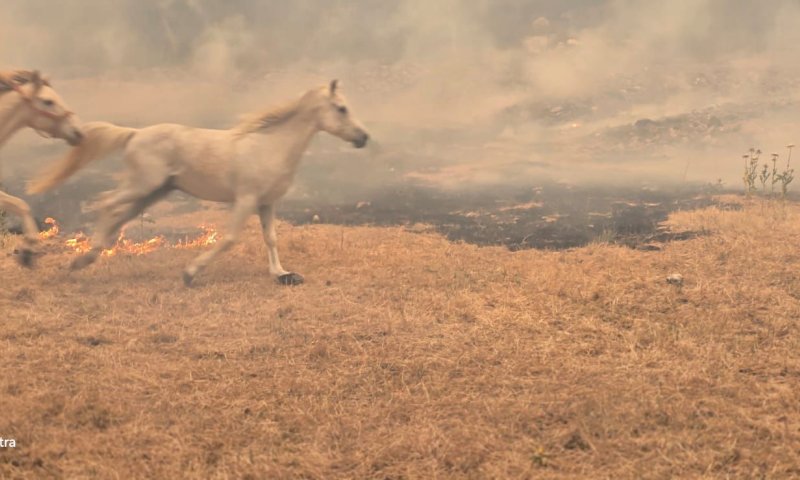 בתים במסילת ציון נשרפו: תמונת מצב לשריפת&nbsp;הענק
