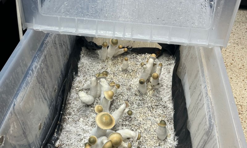 במזוודה בנתב"ג: תושב בית שמש ניסה להבריח 18 ק"ג של סמים קשים