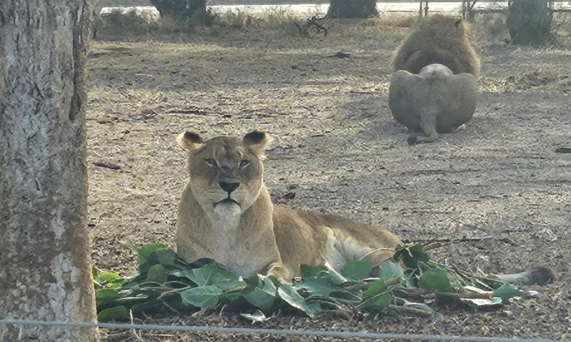 הלביאה בספארי מציגה: גם זו דרך להשתמש בסכך