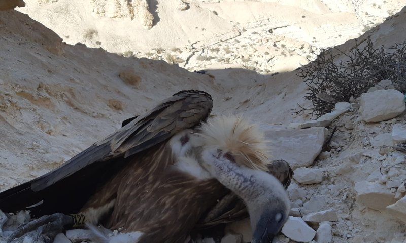 עוד שלושה נשרים נמצאו מתים בסופ"ש האחרון