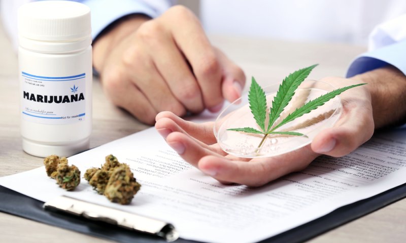 המכללה האקדמית הדסה י-ם: "קורס מחקר ויזמות בקנאביס רפואי"