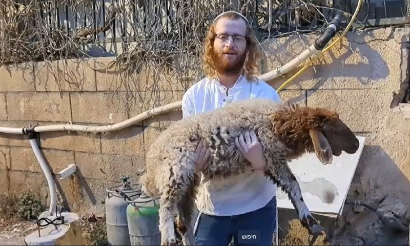 פעיל חוזרים להר נעצר עם כבש: "החוזה נפתח"