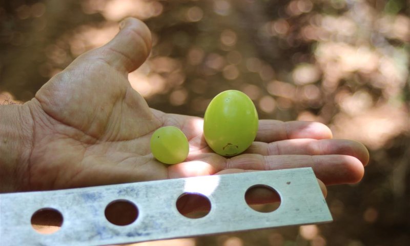 האם זהו הענב הגדול ביותר שנראה בישראל?