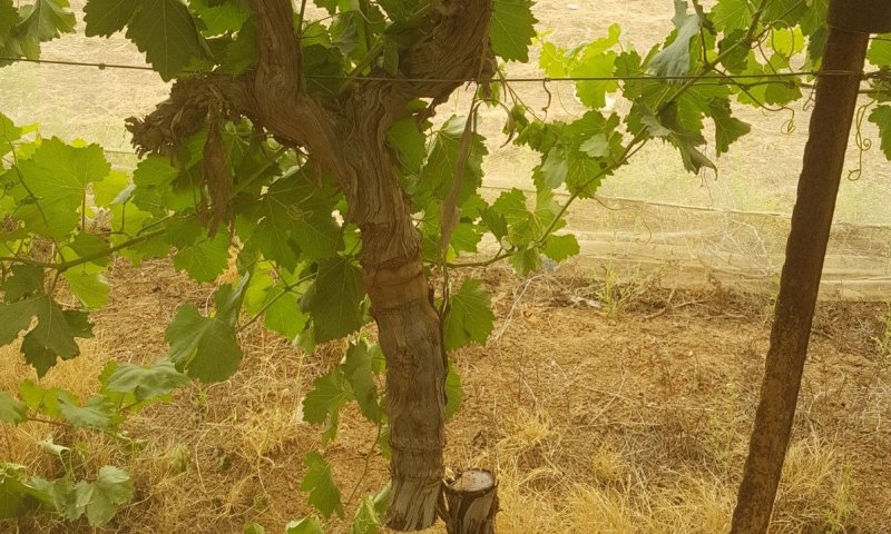 תג מחיר שלא שמעתם עליו: ערבים השחיתו 140 עצי גפן