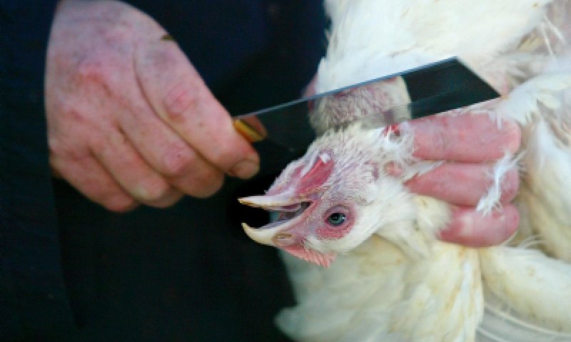גזירות באירופה: בית המשפט בפולין אסר שחיטה יהודית