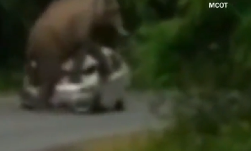 צפו &bull; ניסה לצלם סלפי עם פילים ונרמס למוות