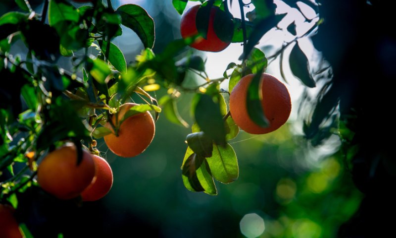 צפו: קצר על הפרשה | מאיפה יהיה אוכל בשמיטה?