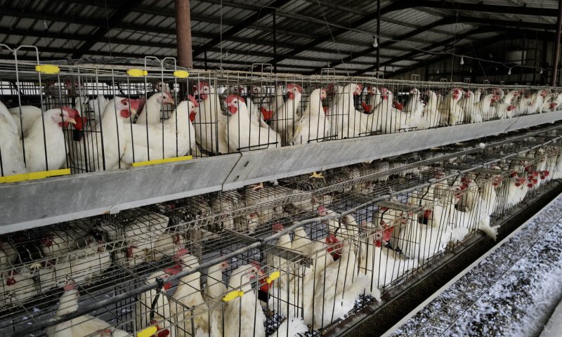 מקרה שלישי של שפעת העופות התגלה במושב נהלל