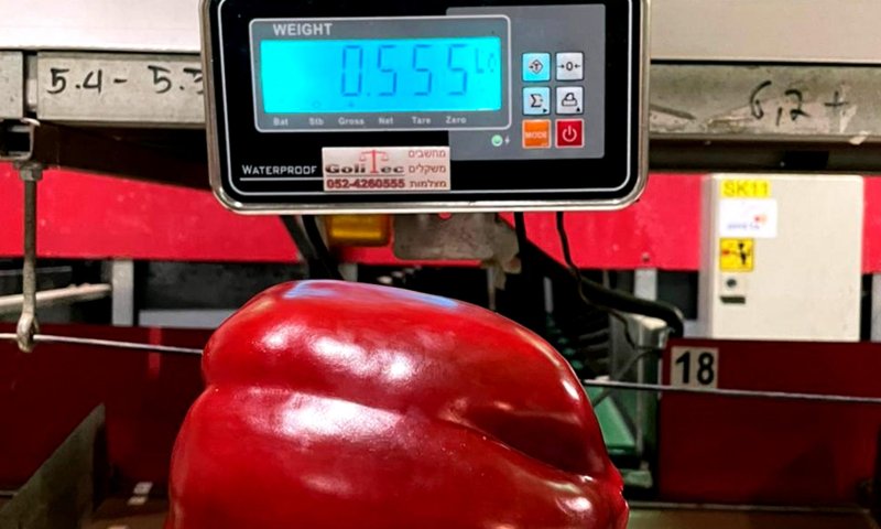 שיא גינס בערבה? פלפל אדום שוקל יותר מחצי קילו