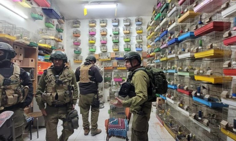 צפו: צה"ל תפס עשרות ציפורים נדירות בחברון