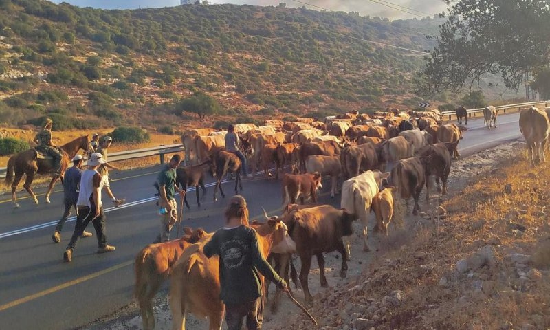 השומרון הפך לרמת הגולן: צפו בעדר פרות נודד