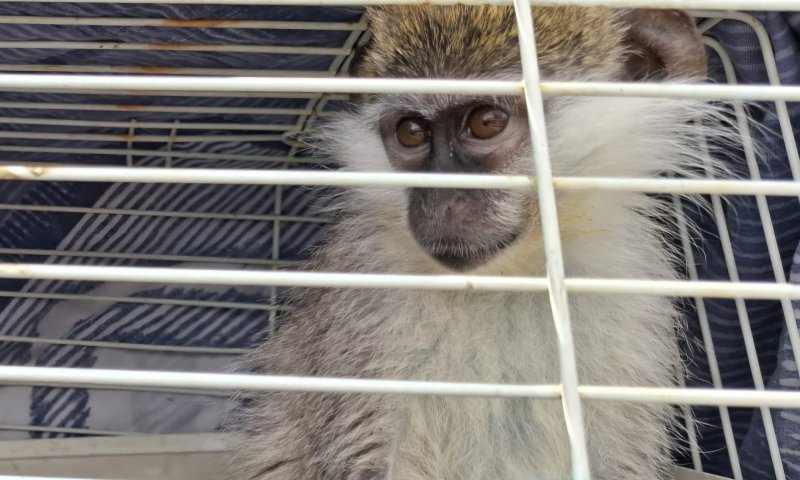 שוטרים חילצו קוף נטוש בטייבה: "סיכן את חייו ואת הציבור"