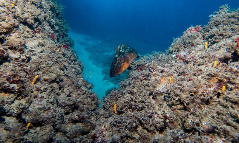 השר אלקין במהלך היסטורי להצלת הים התיכון