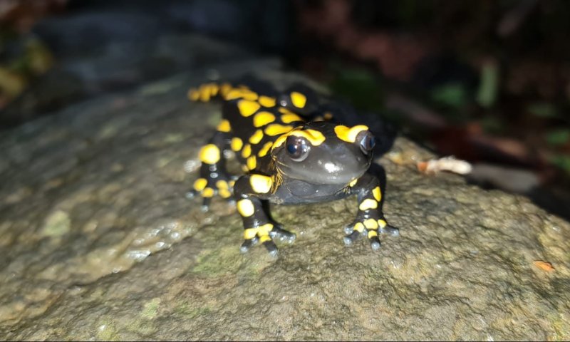 עם בוא הגשם: סלמנדרה תועדה בשמורת הבניאס