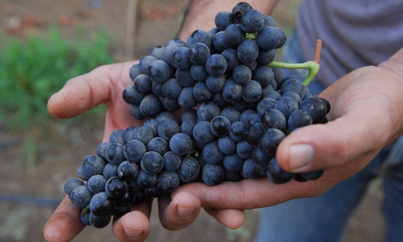 תזכורת: שתי מצוות חשובות לפני החג