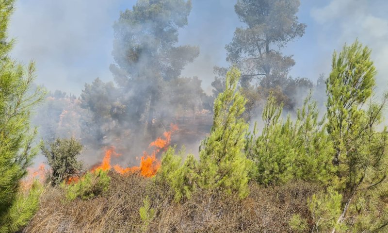 השריפה ביער גבעות: ממצאים מעידים על הצתה