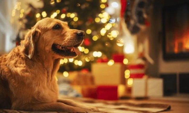 בגלל מהגרים מוסלמים: ממשלת בריטניה בקמפיין נגד כלבים בציבור