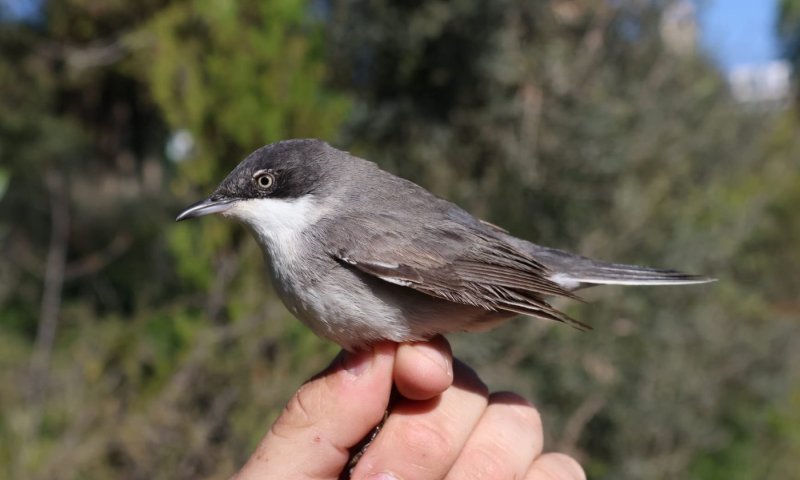 למרות המלחמה עם איראן: נדידת האביב של הציפורים לא עוצרת