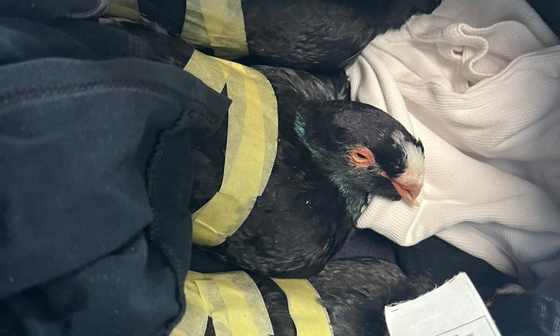 אכזריות במעבר הגבול: נוסע ניסה להבריח יונים נדירות מירדן