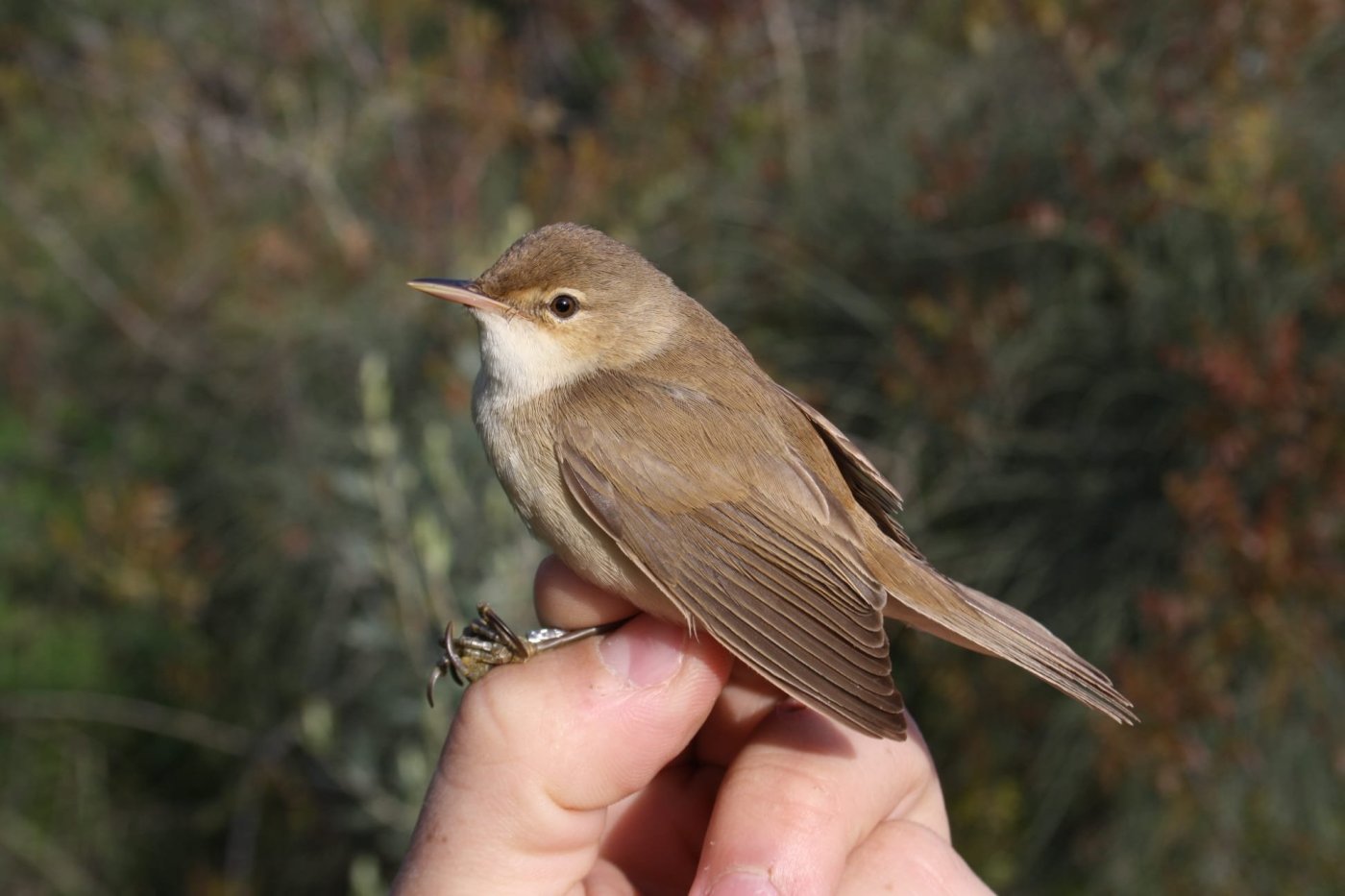 יותם בשן, החברה להגנת הטבע.